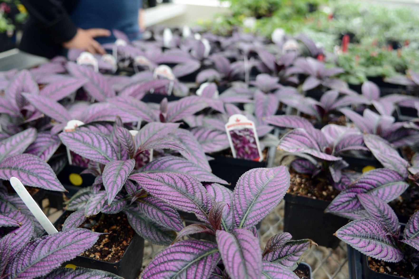 Baraboo High School students prepare for annual plant sale